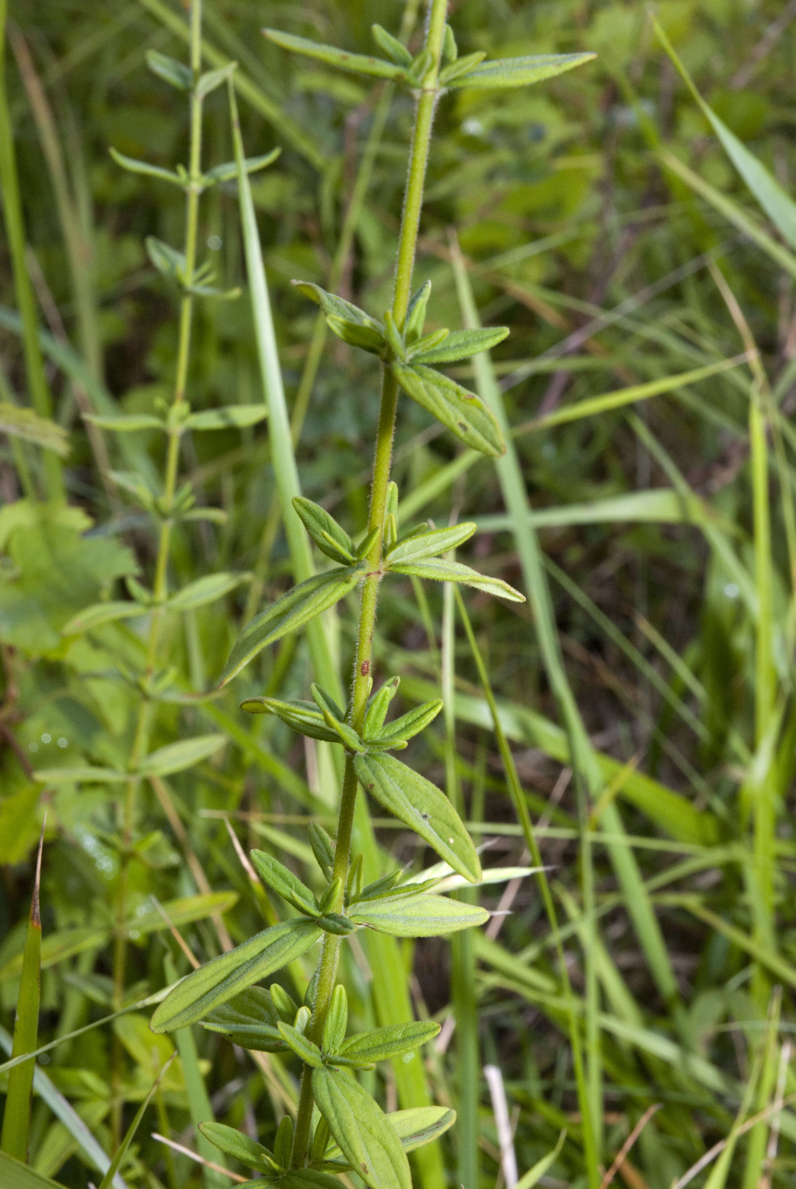 Image de Millepertuis herisse