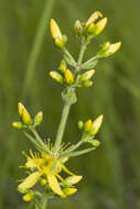 Image de Millepertuis herisse