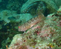 Image of Ringneck Blenny