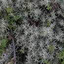 Image of Achillea cretica L.