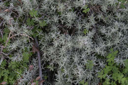 صورة Achillea cretica L.