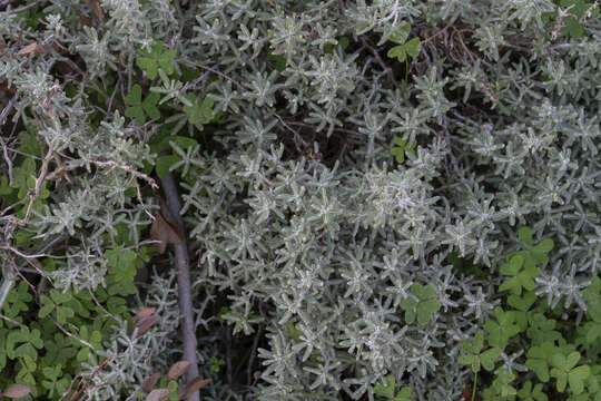 Achillea cretica L.的圖片