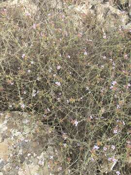 Image of Plumbago europaea L.