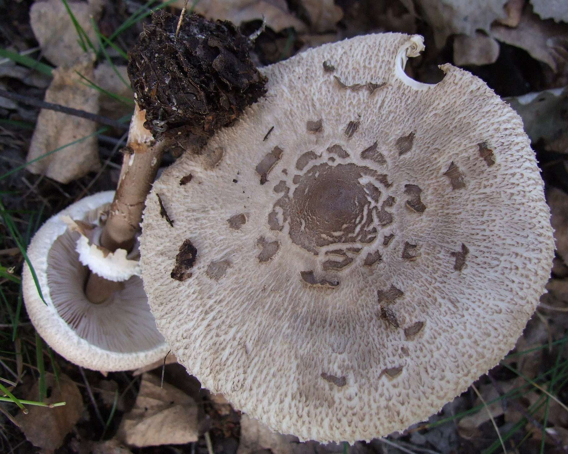 Macrolepiota mastoidea (Fr.) Singer 1951 resmi