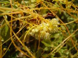 Image of Cuscuta campestris