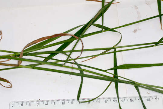 Image of Cocksfoot or Orchard Grass