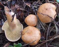 Image of Suillus bovinus (L.) Roussel 1796