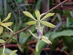 Image of Encyclia ceratistes (Lindl.) Schltr.