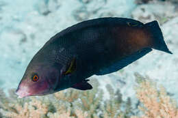 Image of Geographic Wrasse