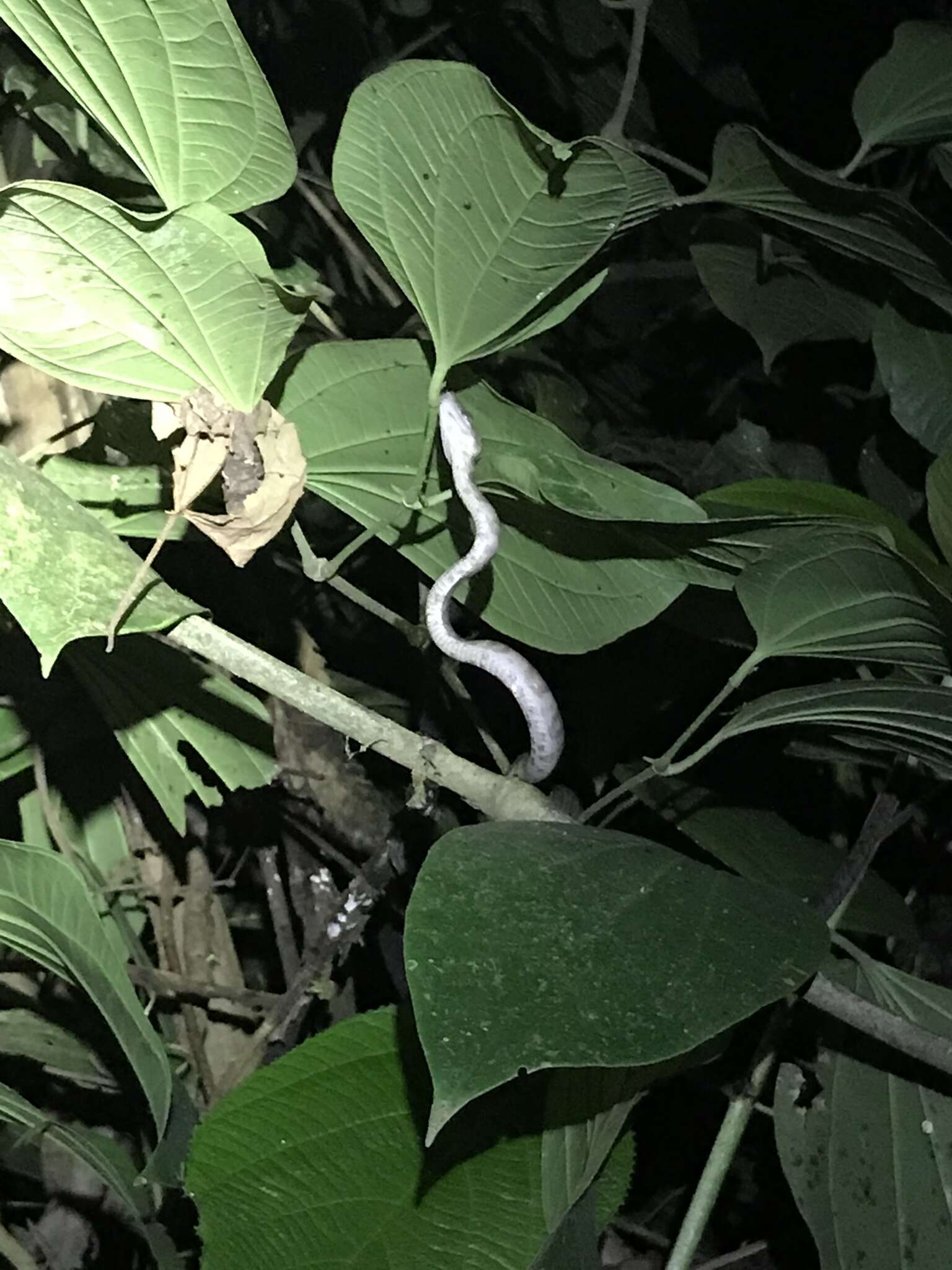 Image of Ringed Tree Boa