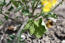 Image of Cineraria erodioides DC.