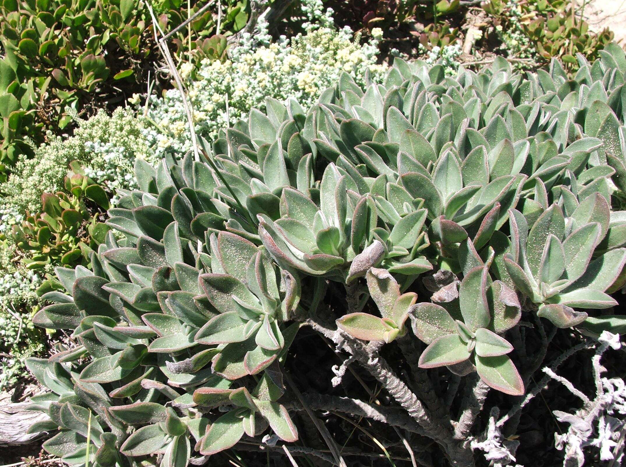 Image of Lobostemon montanus (DC.) Buek