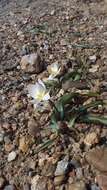 Image of Tulipa biflora Pall.