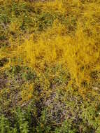 Image of Cuscuta campestris