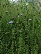 صورة Sclerolepis uniflora (Walt.) Britt., Sterns & Pogg.