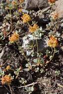 Image of Mt. Eddy buckwheat