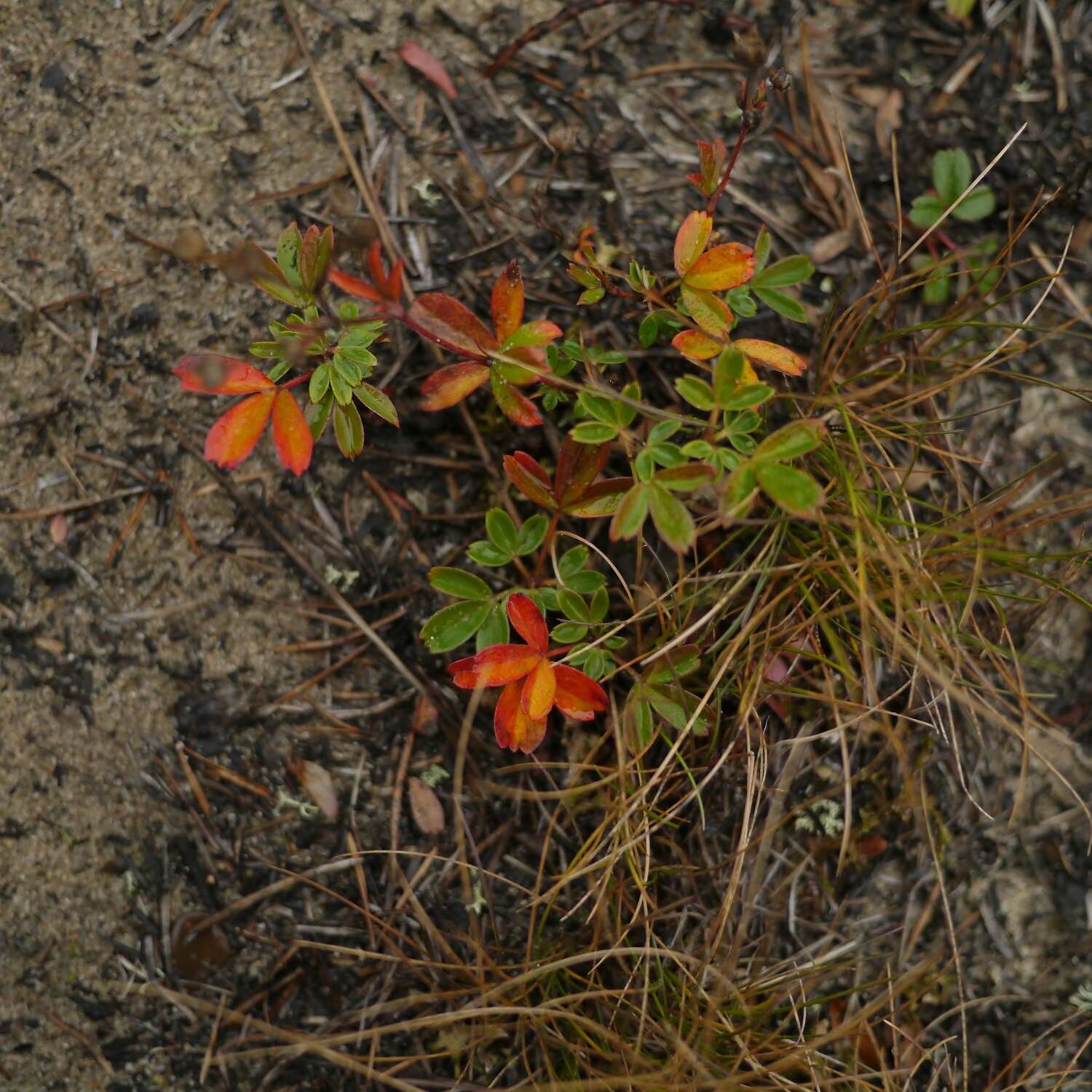 Image de Sibbaldia tridentata (Aiton) Paule & Soják