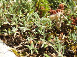 Image of Helianthemum apenninum subsp. apenninum