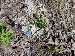 Image of whitemouth dayflower