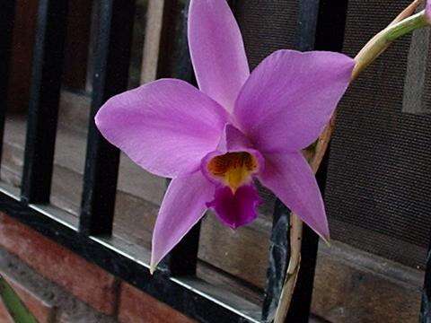 Image de Laelia anceps Lindl.