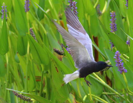 Image of Black Tern