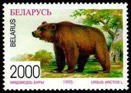 Image of Brown Bear