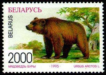 Image of Brown Bear