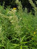 Image of sawtooth wormwood