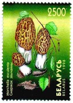 Image of Yellow Morel