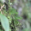 Imagem de Hymenophyllum exquisitum