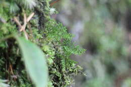 Image of Hymenophyllum exquisitum