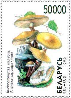 Imagem de Kuehneromyces mutabilis (Schaeff.) Singer & A. H. Sm. 1946