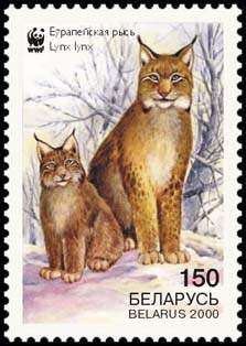 Image of Eurasian lynx