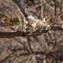 Image de Senegalia mellifera (Vahl) Seigler & Ebinger