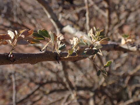 Image of Black thorn