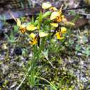 Image de Diuris palustris Lindl.