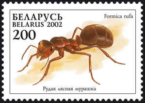 Image of Red Wood Ant