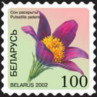 Image of Eastern Pasque Flower