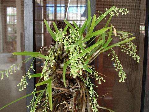 Plancia ëd Scaphyglottis micrantha (Lindl.) Ames & Correll