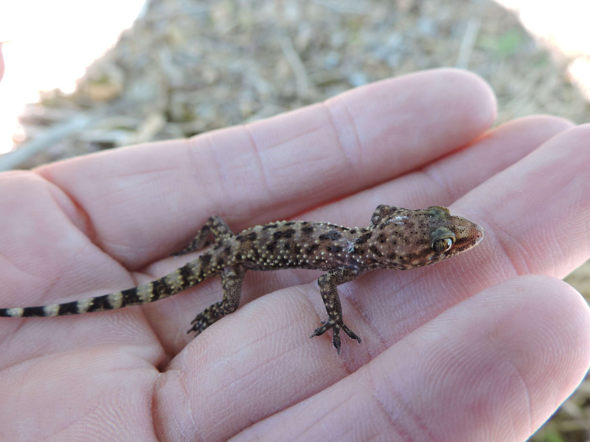 Image of mediterranean house gecko