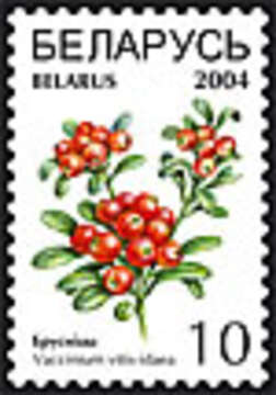 Image of lingonberry