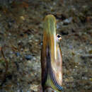 Image of Bluethroat Pikeblenny