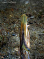 Image of Bluethroat Pikeblenny