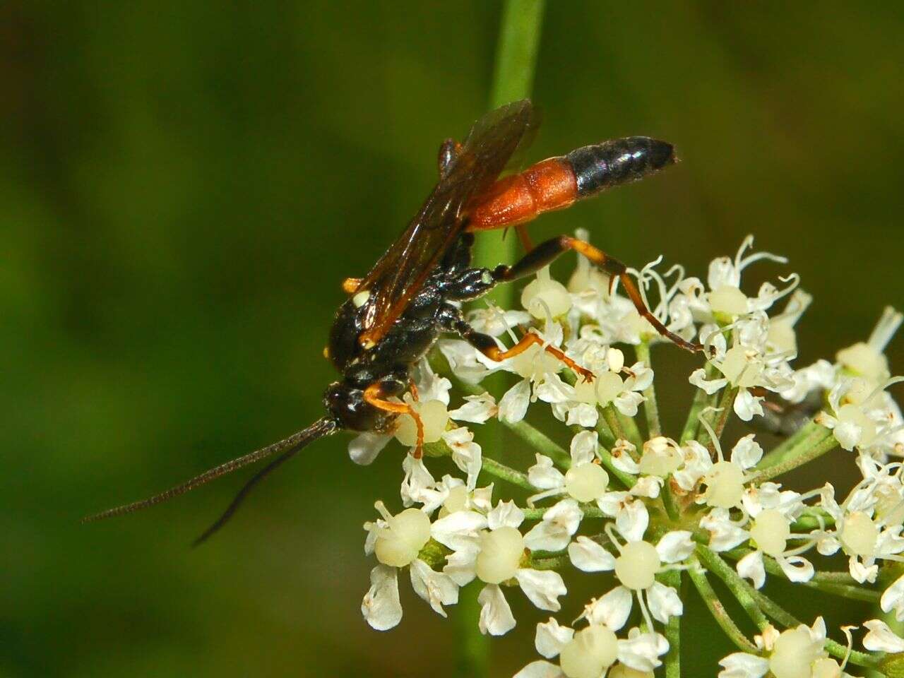 Image of Ichneumon insidiosus Wesmael 1845