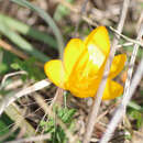 Слика од Crocus olivieri J. Gay