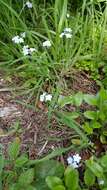 Image de Myosotis latifolia Poir.