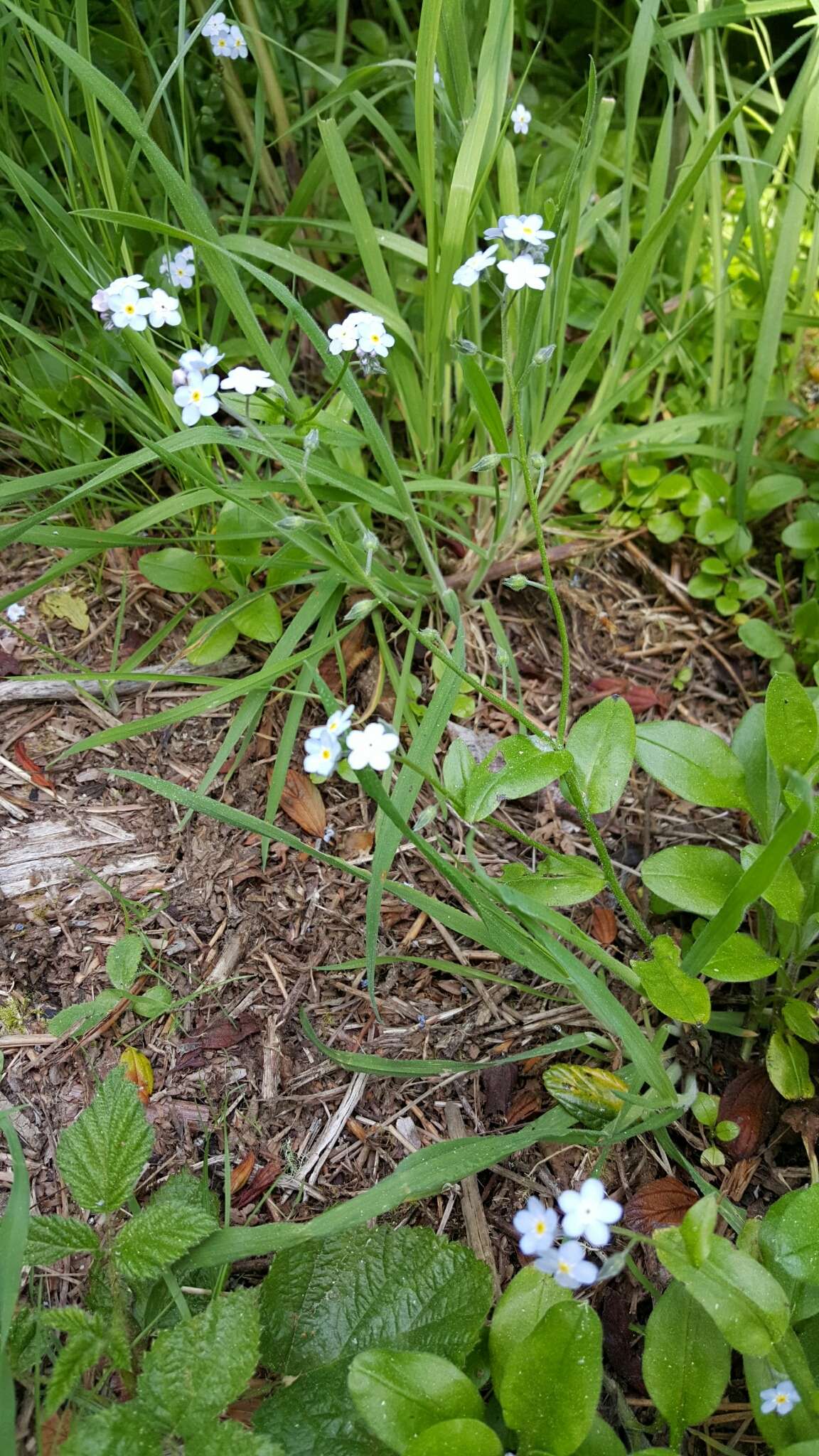 Image de Myosotis latifolia Poir.