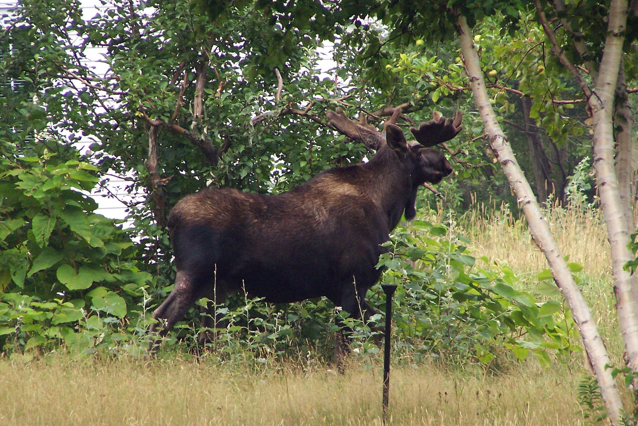 Image of North American Elk