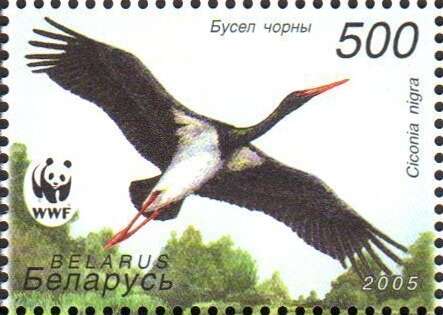 Image of Black Stork