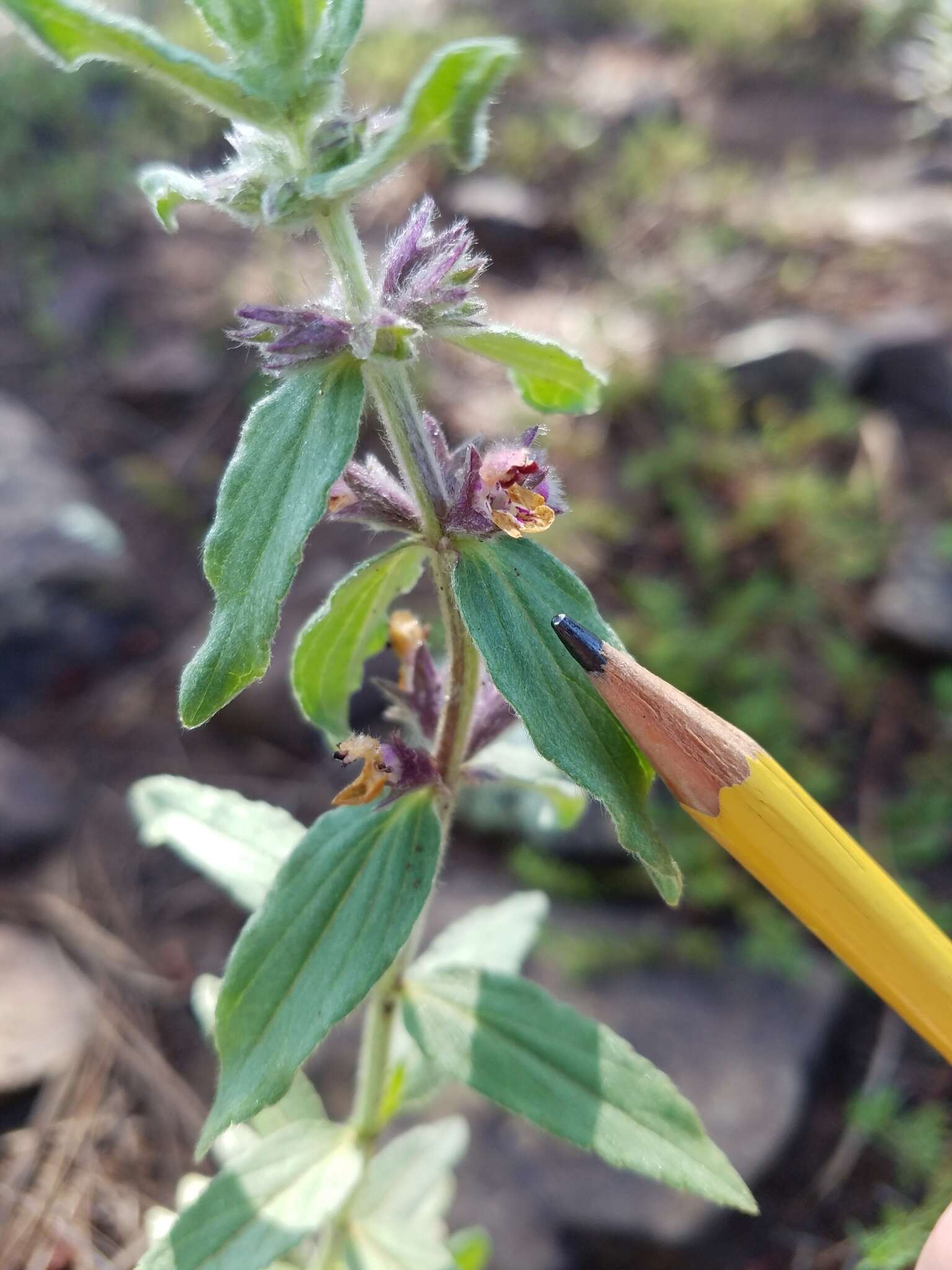 Imagem de Stachys rothrockii A. Gray